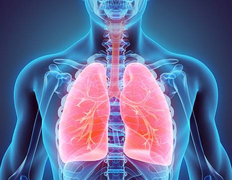 lungs